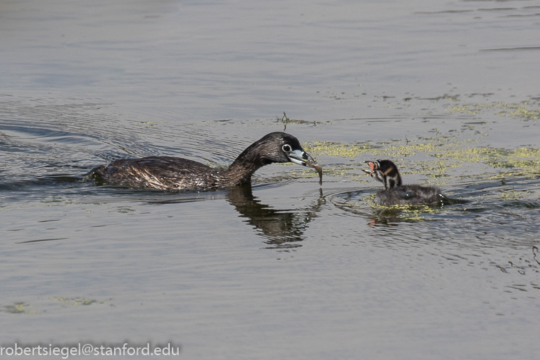 emily renzel wetlands